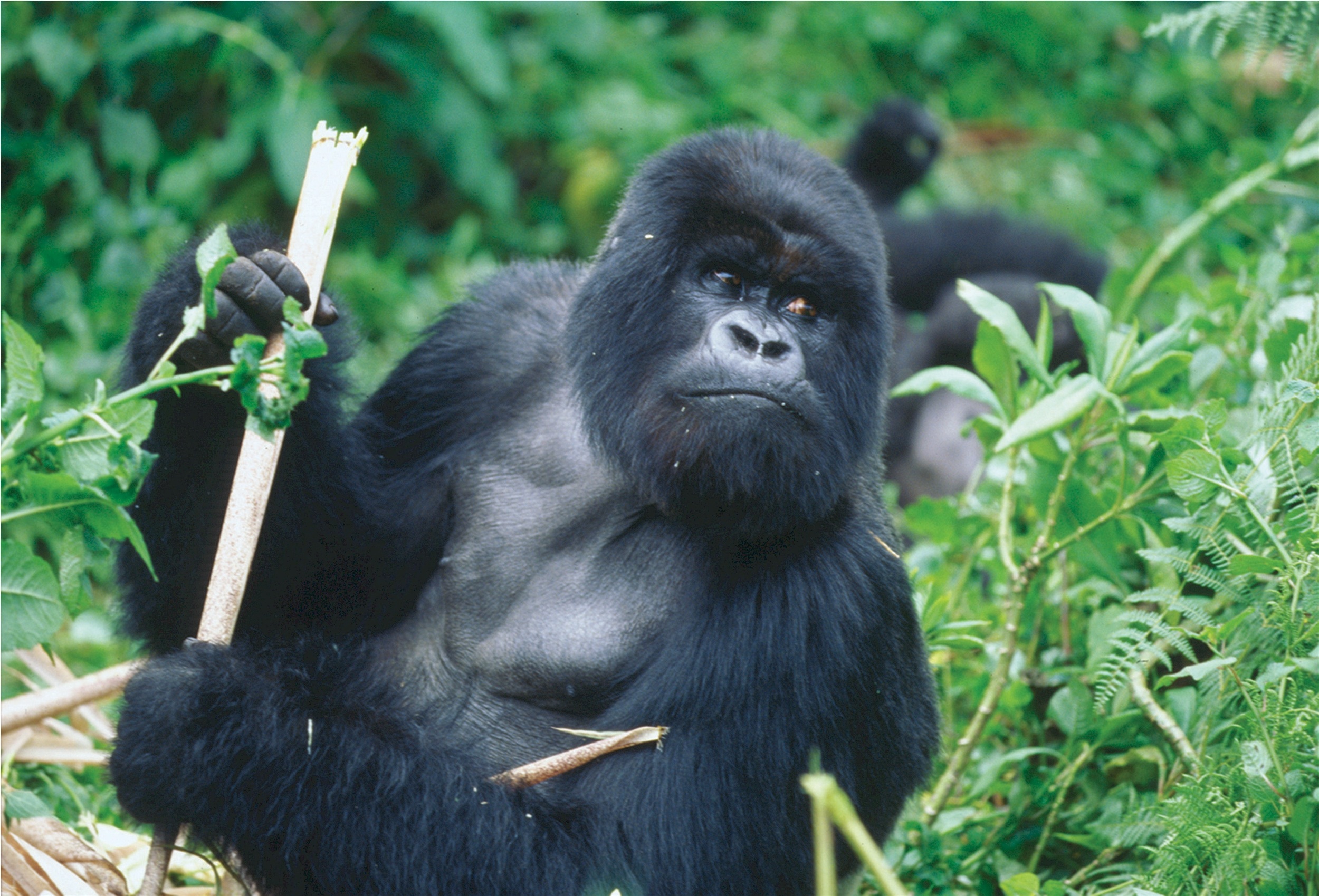 RUANDA I BURUNDI (Tura i Safari)