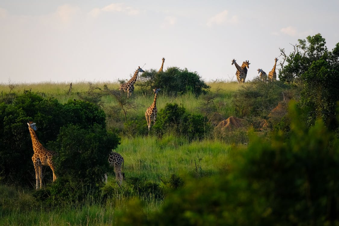 RUANDA I BURUNDI (Tura i Safari)