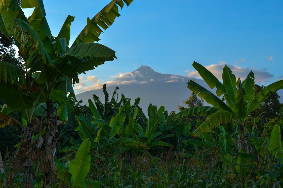 RUANDA I BURUNDI (Tura i Safari)