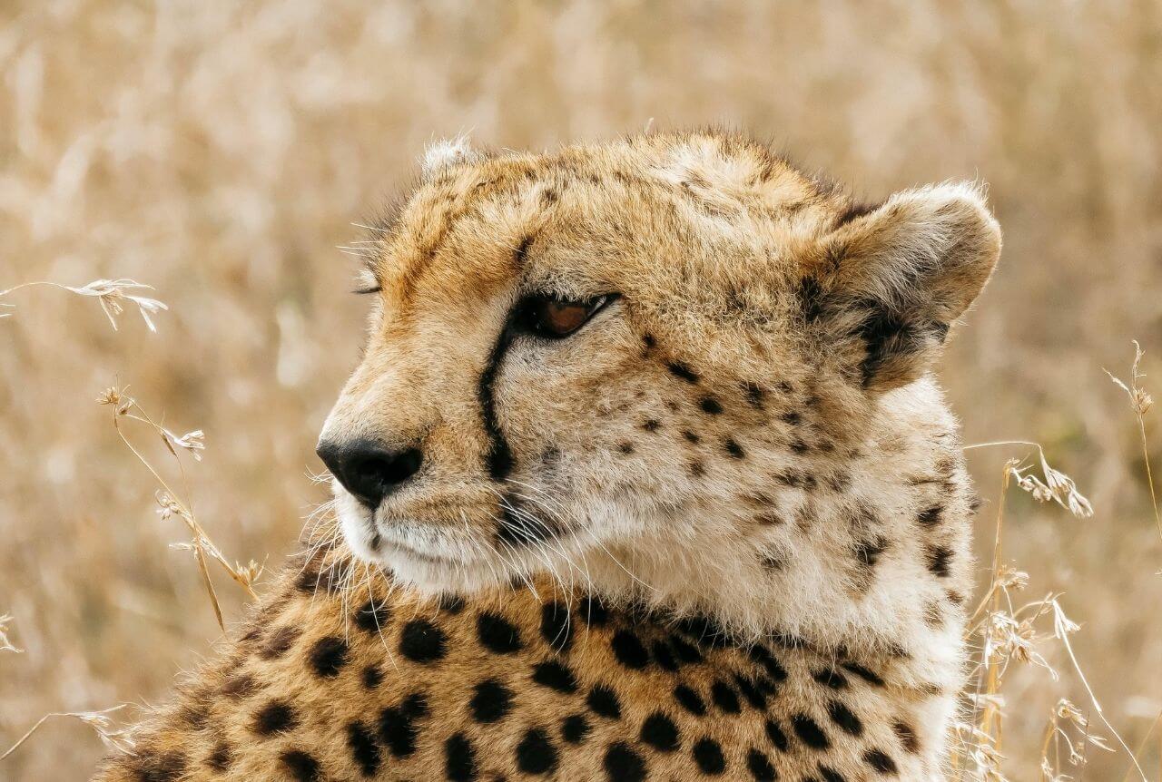 Safari u Tanzaniji i odmor Zanzibar